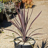 Cordyline &