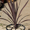 Cordyline &