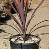 Cordyline &