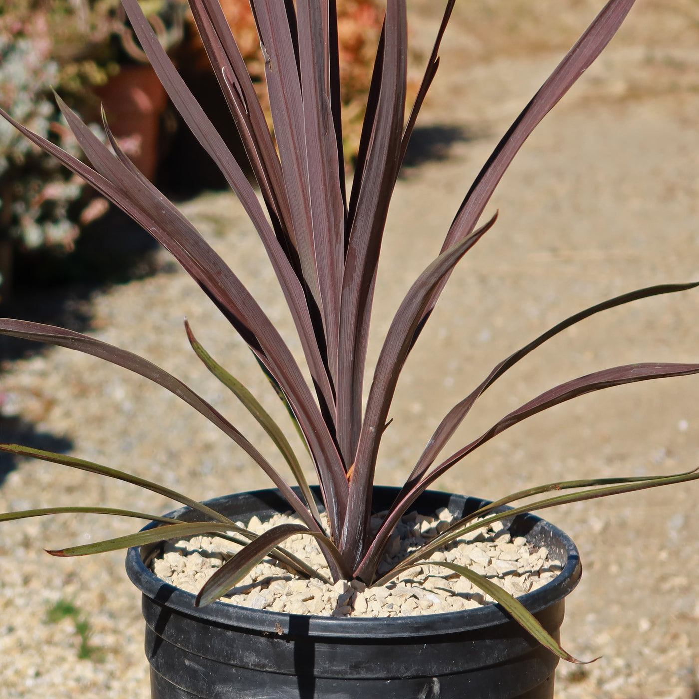 cordyline plants in pots Cordyline 'Red sensation' 3 Gal