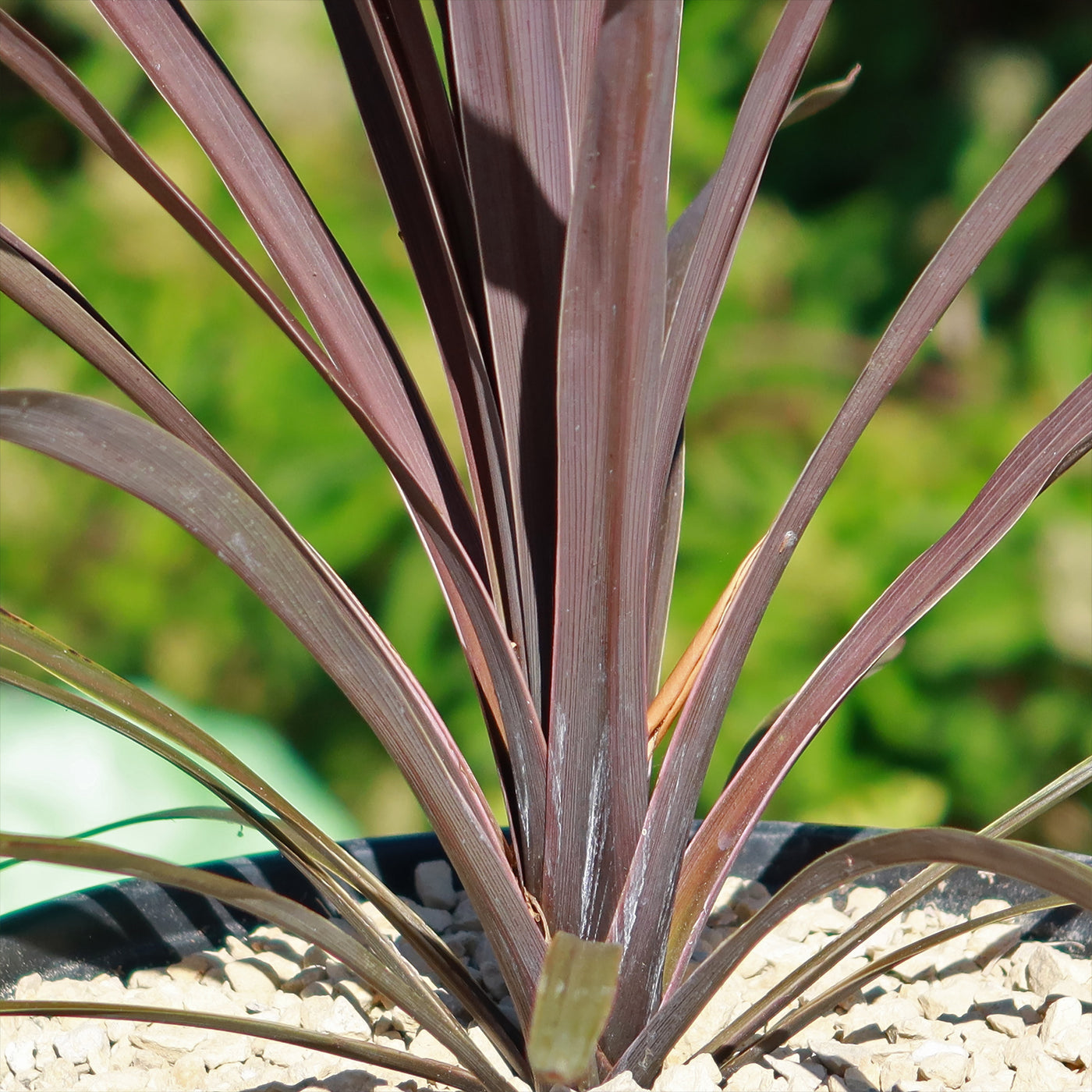 Shop 'Cordyline Red Sensation' Care and Growing Guide | Planet Desert