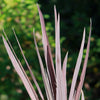 Cordyline &