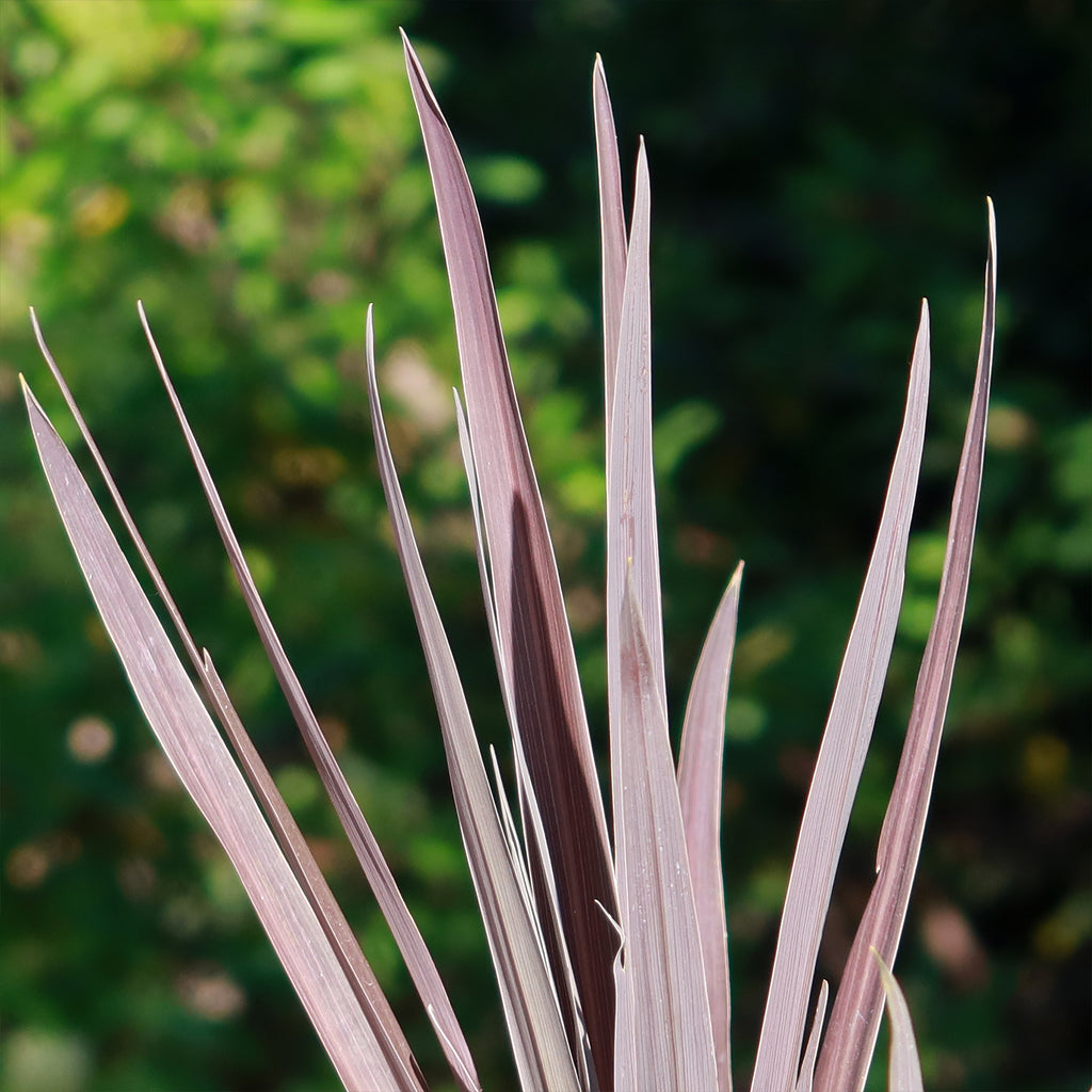 Cordyline &