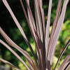 Cordyline &