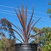 Cordyline &