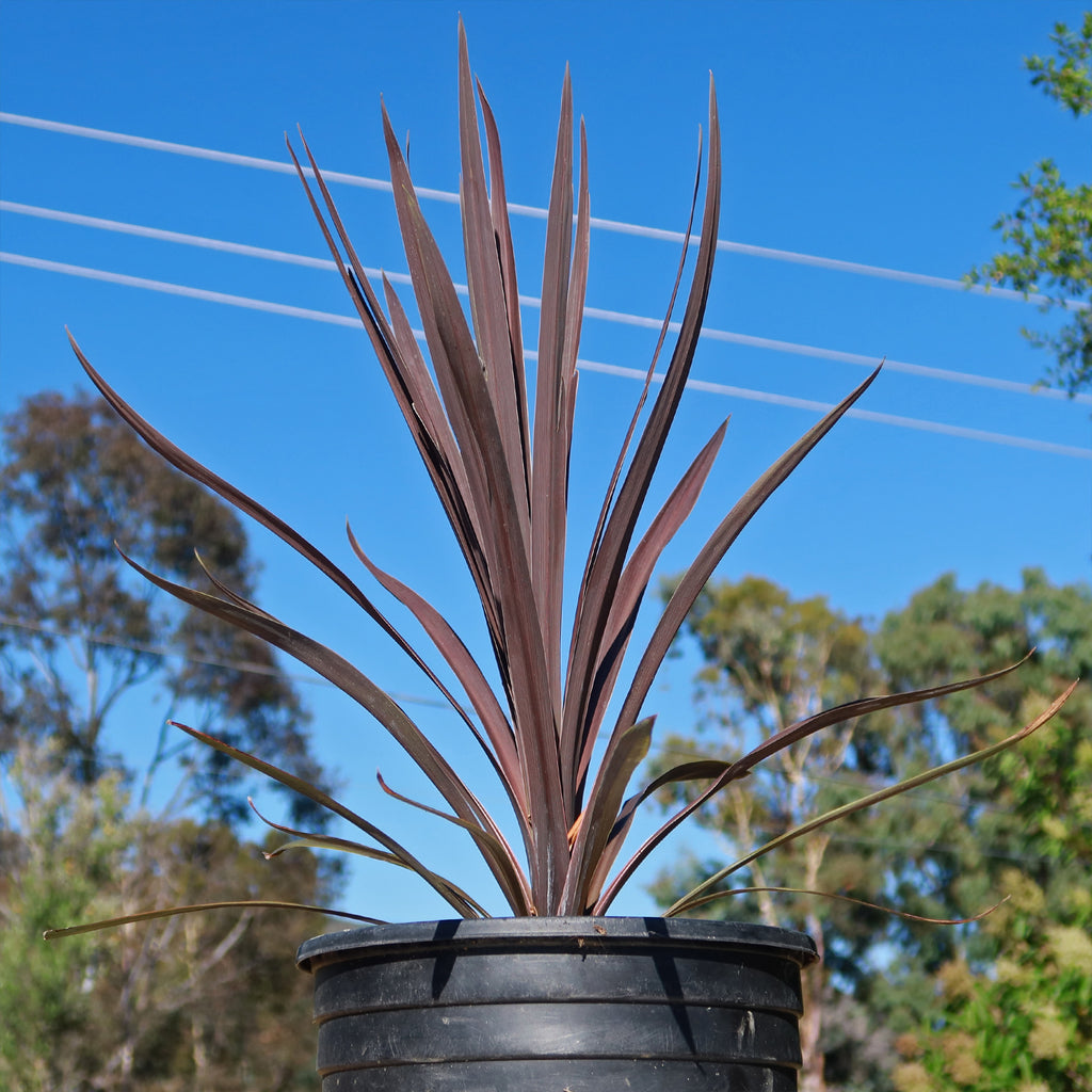 Cordyline &