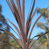 Cordyline &