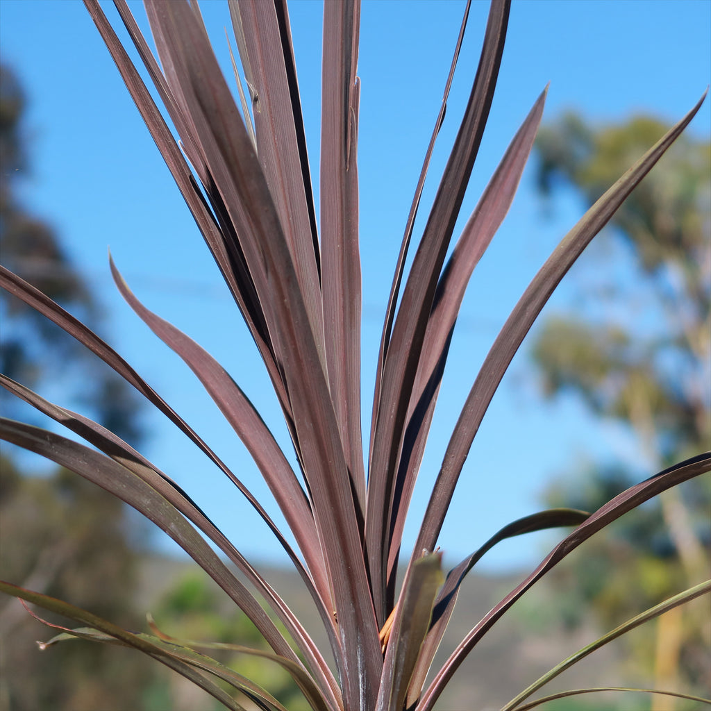 Cordyline &
