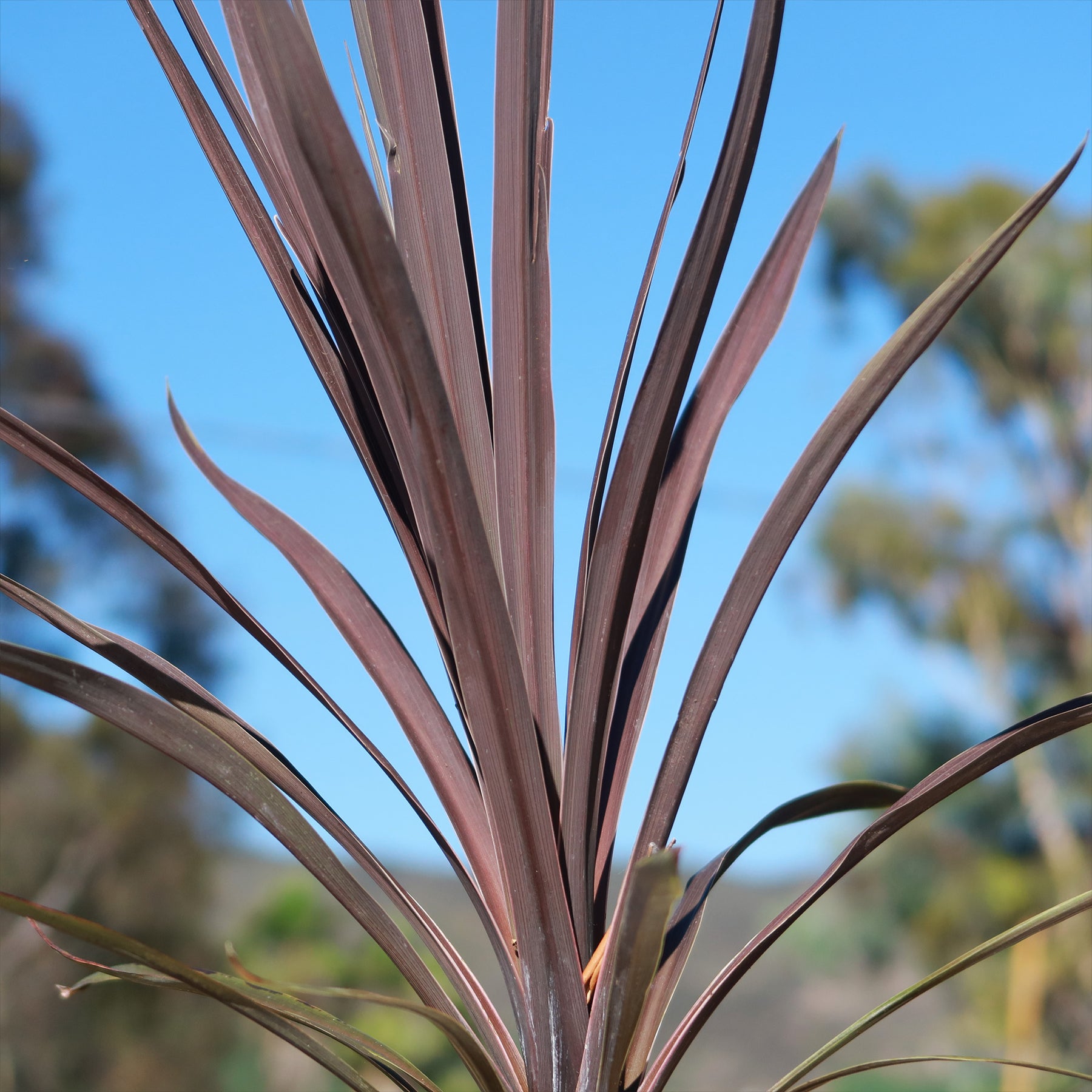Shop 'Cordyline Red Sensation' Care and Growing Guide | Planet Desert