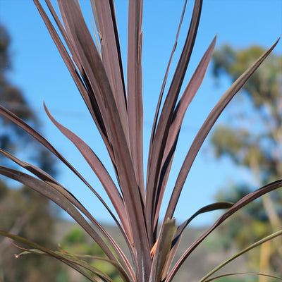 Cabbage Tree - Cordyline australis 'red sensation'