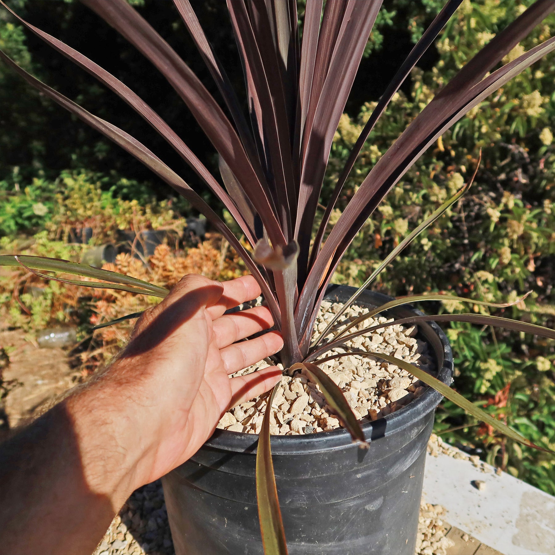 Shop 'Cordyline Red Sensation' Care and Growing Guide | Planet Desert