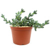 Corpuscularia lehmannii succulent with thick, green leaves in a small brown plastic pot filled with light-colored pebbles.