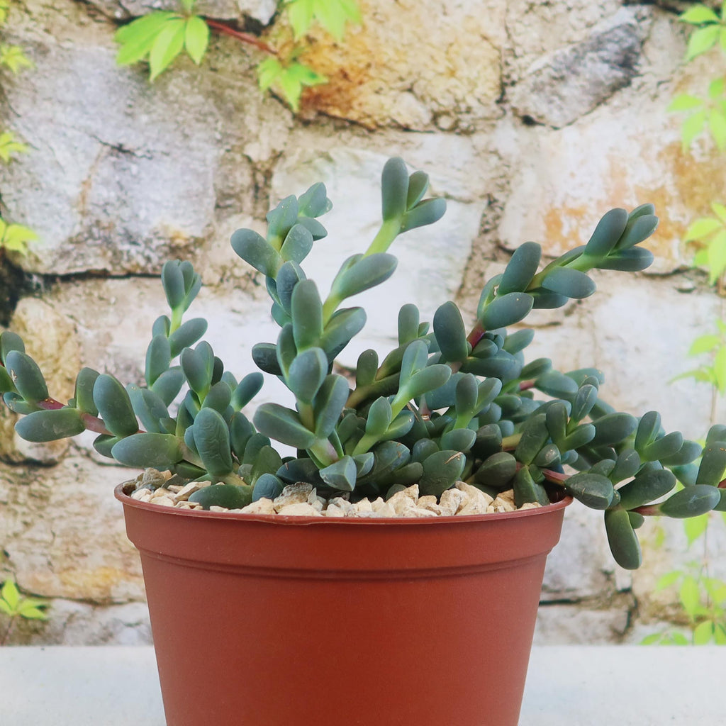 Potted indoor plant with glossy green leaves beside a small Buddha statue