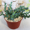 Corpuscularia lehmannii with thick green leaves in a brown plastic pot topped with white stones, displayed on a light textured surface.