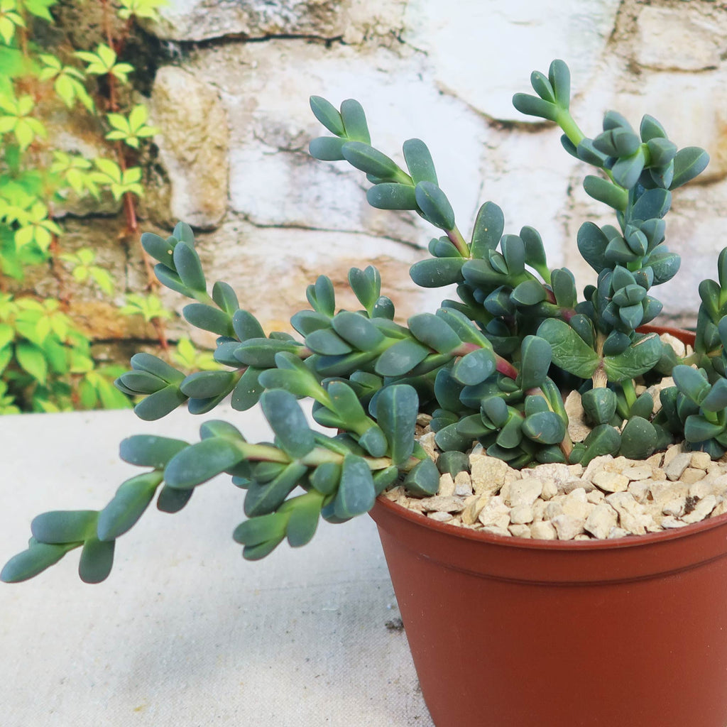 Potted indoor plant with glossy green leaves beside a small Buddha statue