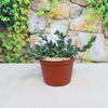 Corpuscularia lehmannii succulent with thick blue-green leaves on a light surface, backed by a stone wall with green vines.