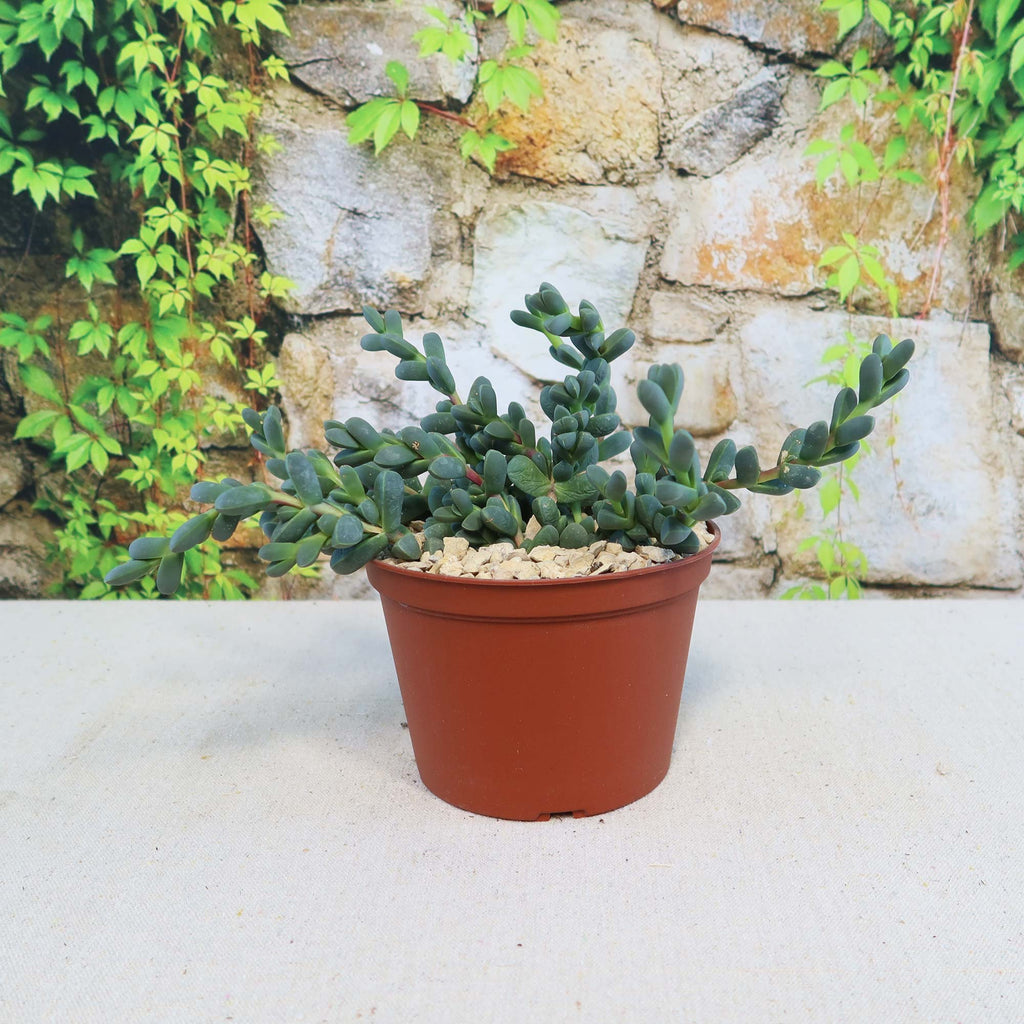 Potted indoor plant with glossy green leaves beside a small Buddha statue