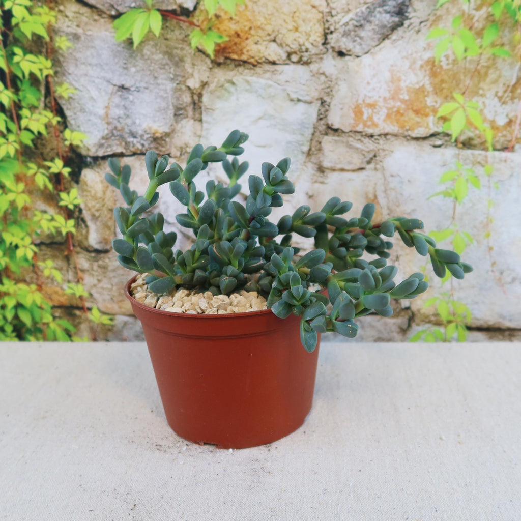 Potted indoor plant with glossy green leaves beside a small Buddha statue