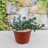 A potted Corpuscularia lehmannii with thick oval green leaves sits on a light surface in front of a stone wall covered in green vines.