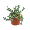 Corpuscularia lehmannii succulent in a brown plastic pot with light pebbles, featuring thick green leaves against a white background.
