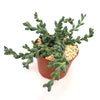 Corpuscularia lehmannii succulent, also known as Ice plant, with thick green leaves in a brown plastic pot on light gravel, white background.