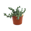 Corpuscularia lehmannii, a small green succulent with thick leaves on multiple stems, in a brown plastic pot with light pebbles.