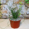 Corkscrew Rush – Juncus effusus ‘Spiralis’