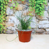 Corkscrew Rush – Juncus effusus ‘Spiralis’
