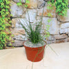 Corkscrew Rush – Juncus effusus ‘Spiralis’