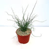 Corkscrew Rush – Juncus effusus ‘Spiralis’