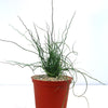 Corkscrew Rush – Juncus effusus ‘Spiralis’