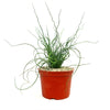 Corkscrew Rush – Juncus effusus ‘Spiralis’