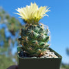 Coryphantha compacta