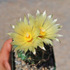 Coryphantha compacta