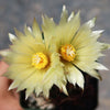 Coryphantha compacta