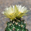 Coryphantha compacta