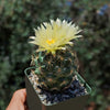 Coryphantha compacta