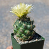 Coryphantha compacta