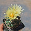 Coryphantha compacta