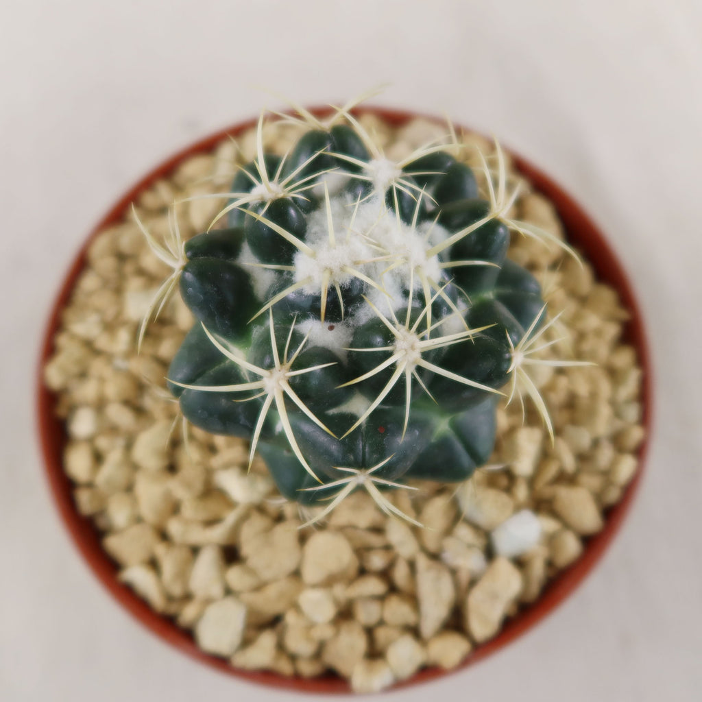 patrol_placeholder_a6ead9acc5af34cb22c78a05ed144ef7