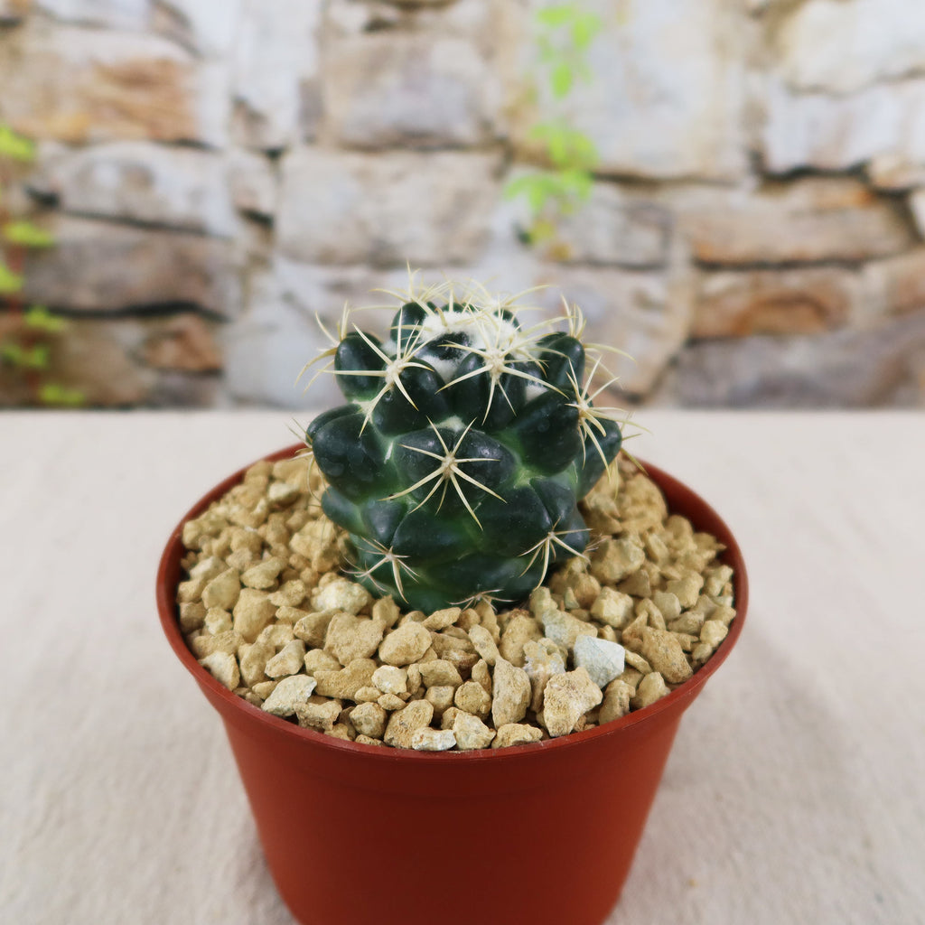 patrol_placeholder_a6ead9acc5af34cb22c78a05ed144ef7