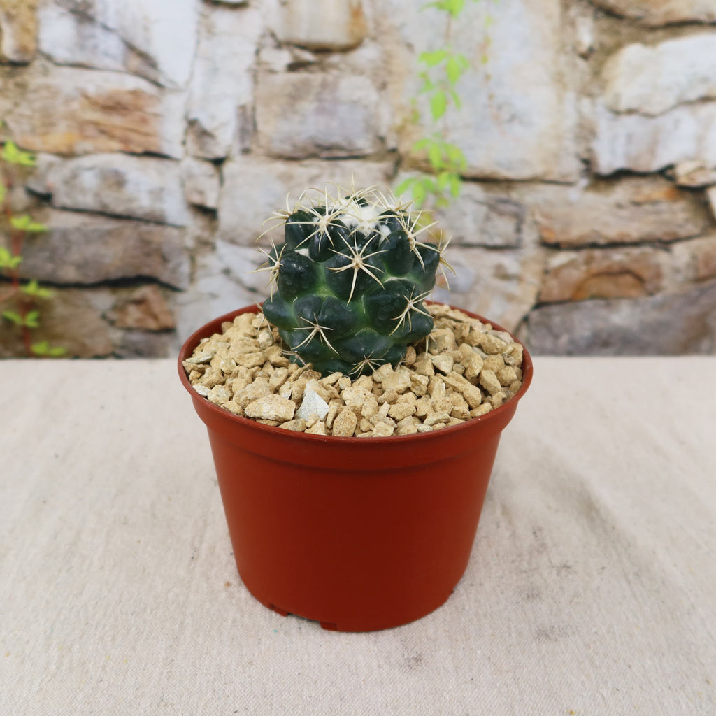 patrol_placeholder_a6ead9acc5af34cb22c78a05ed144ef7