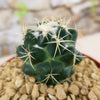 Coryphantha elephantidens