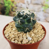 Coryphantha elephantidens