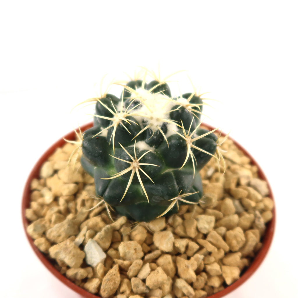 patrol_placeholder_a6ead9acc5af34cb22c78a05ed144ef7