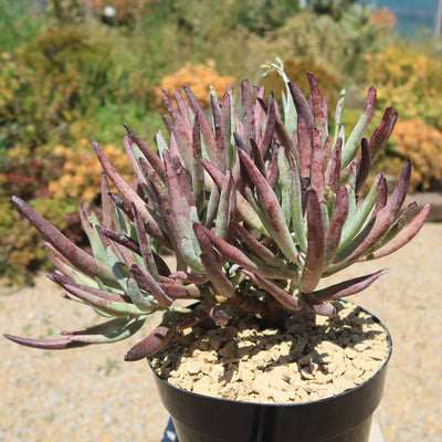 Cotyledon Chocolate Fingers