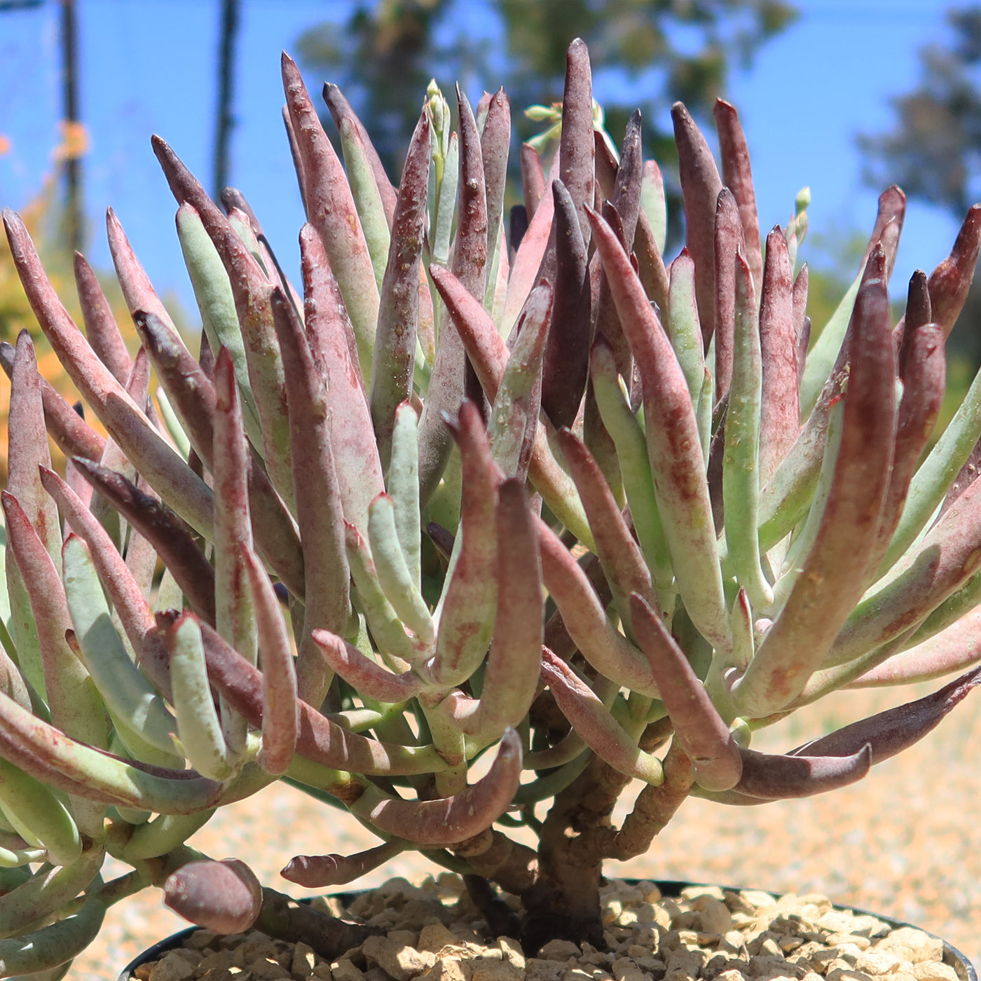 Cotyledon Chocolate Fingers