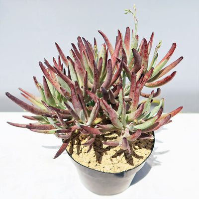 Cotyledon Chocolate Fingers