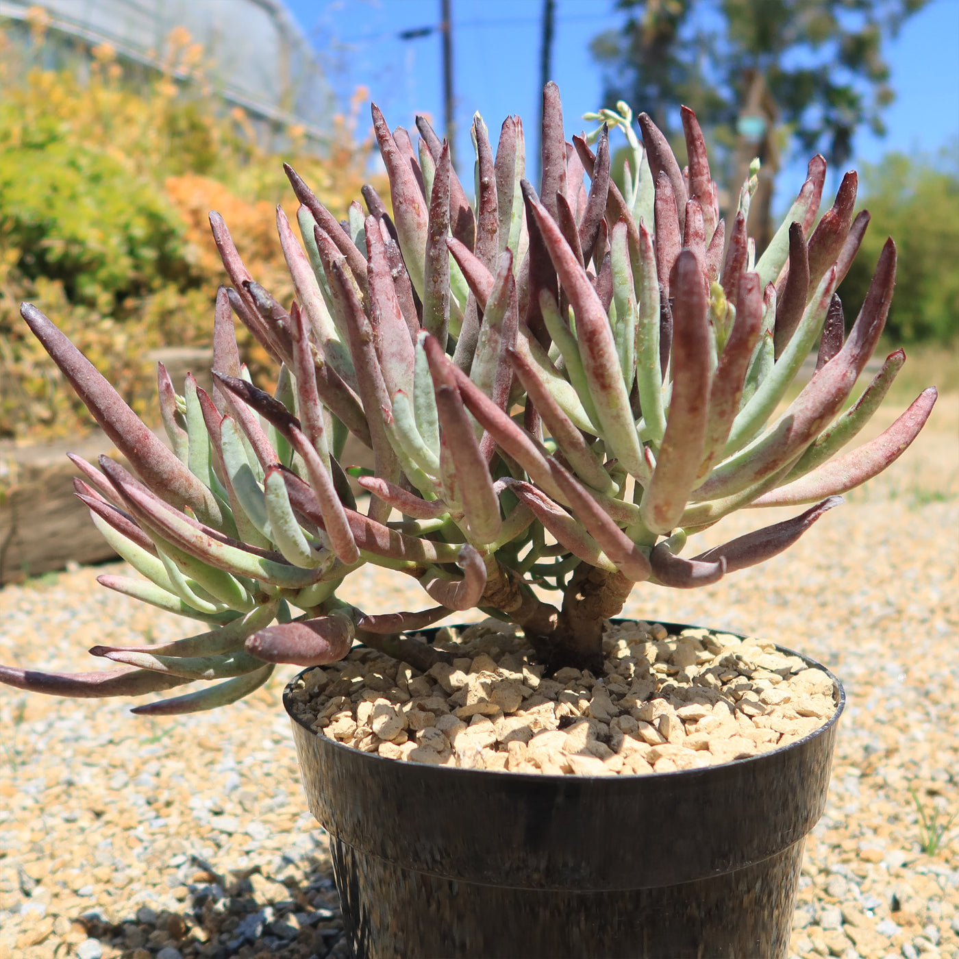 icy fingers succulent Shop 'Cotyledon Chocolate Fingers' Care and Growing Guide