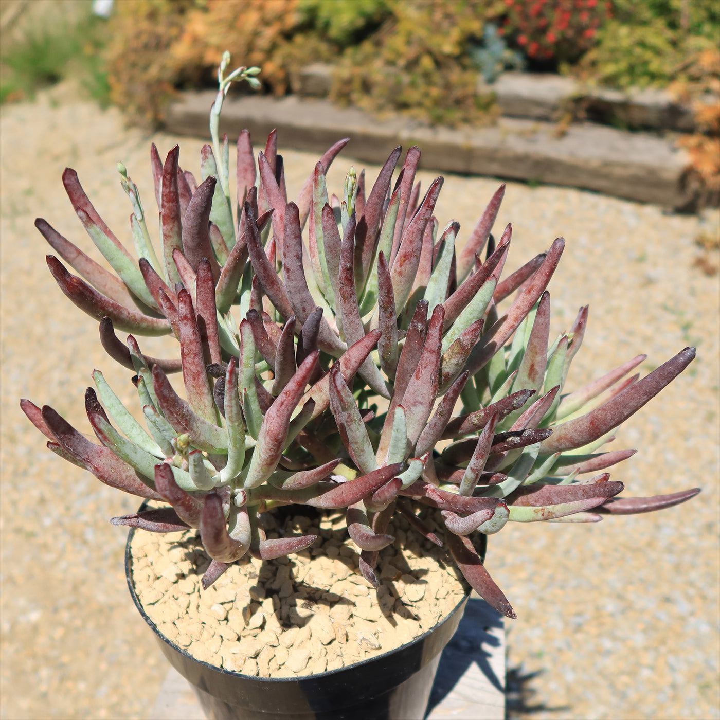 succulent with purple tips Shop 'Cotyledon Chocolate Fingers' Care and Growing Guide